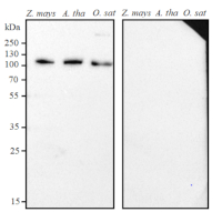 GLDP | Glycine decarboxylase P protein in the group Antibodies Plant/Algal  / Mitochondria | Respiration at Agrisera AB (Antibodies for research) (AS20 4370)